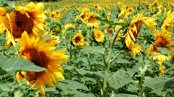 sunflower